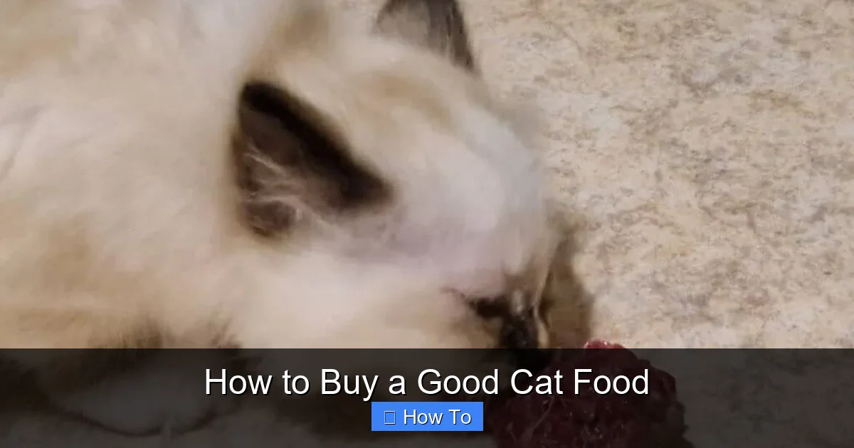 How to Buy a Good Cat Food