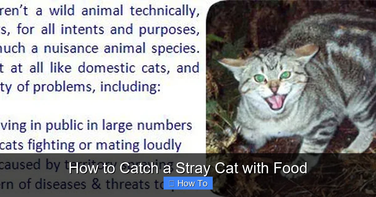 How to Catch a Stray Cat with Food