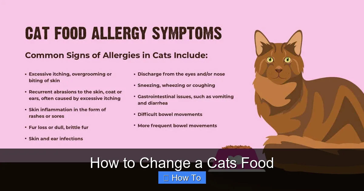 How to Change a Cats Food