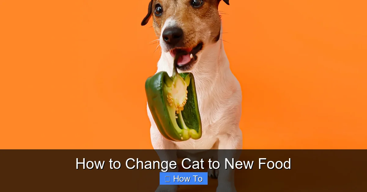 How to Change Cat to New Food