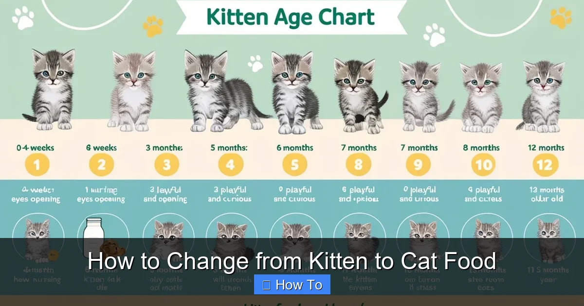 How to Change from Kitten to Cat Food