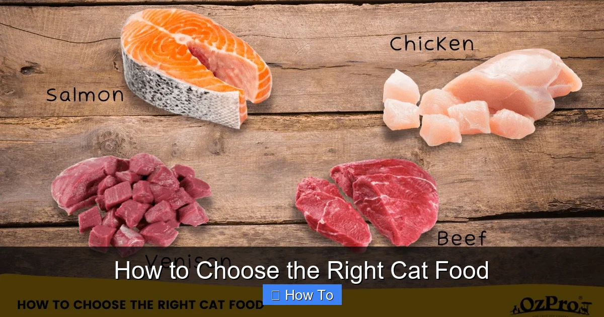 How to Choose the Right Cat Food