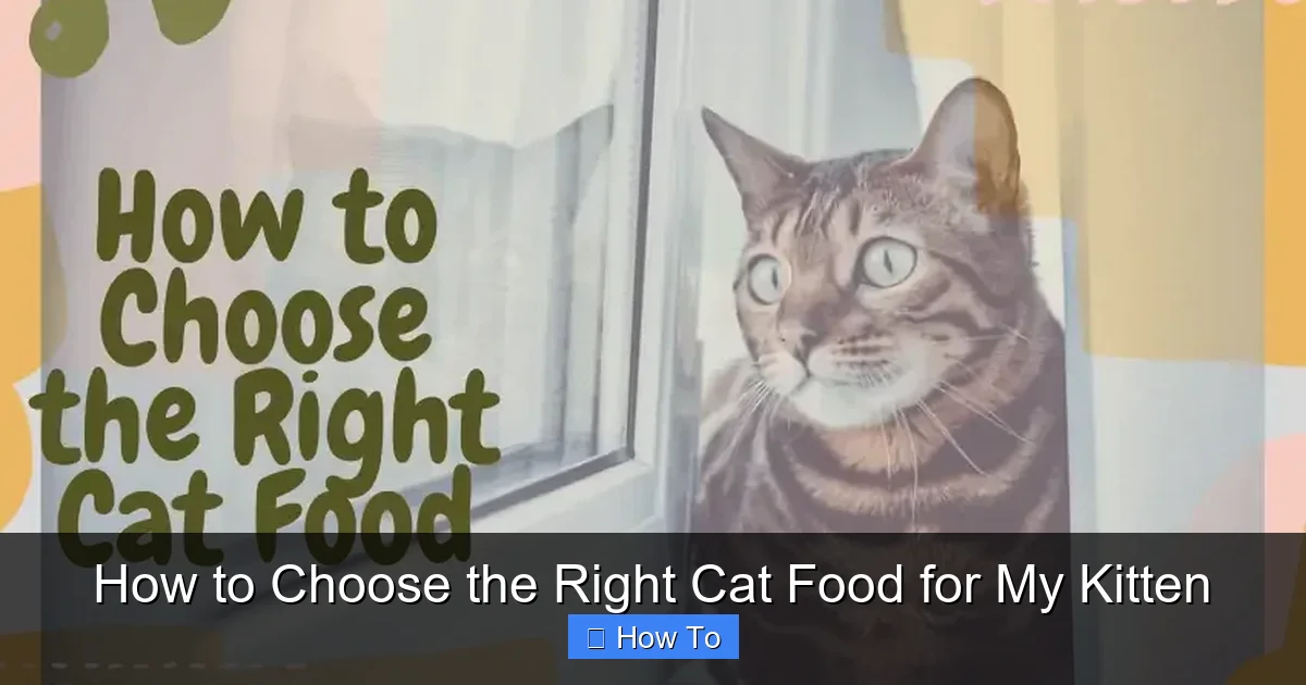 How to Choose the Right Cat Food for My Kitten