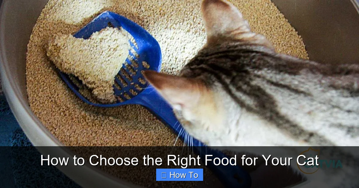 How to Choose the Right Food for Your Cat
