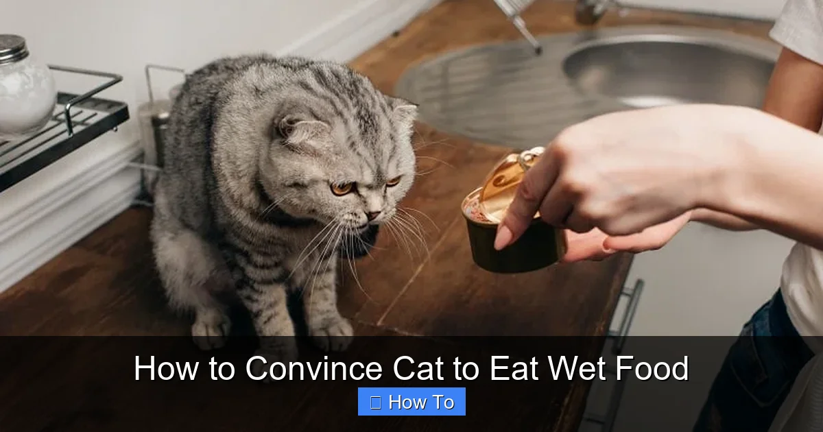 How to Convince Cat to Eat Wet Food
