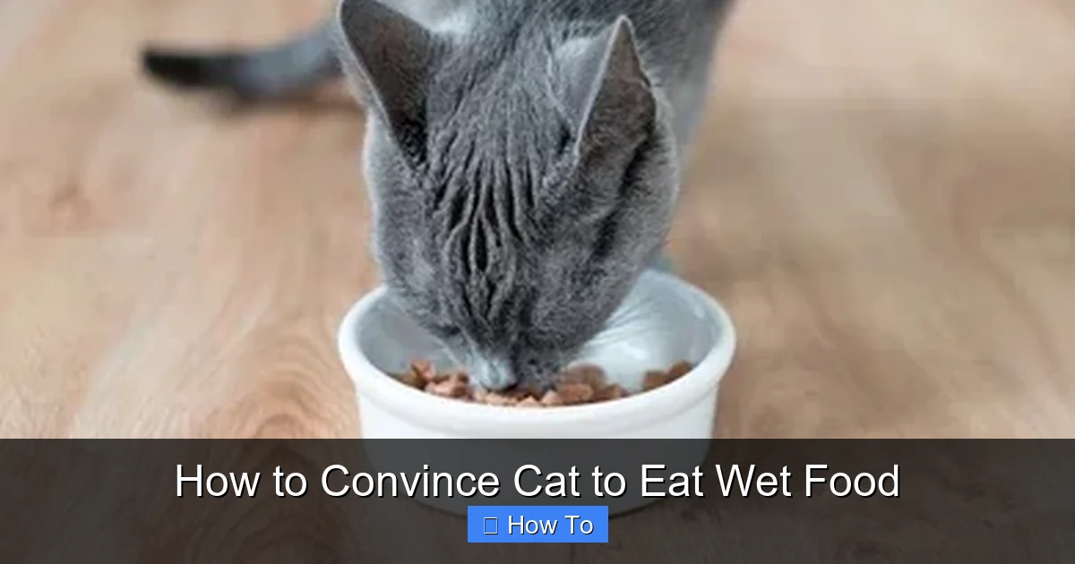 How to Convince Cat to Eat Wet Food