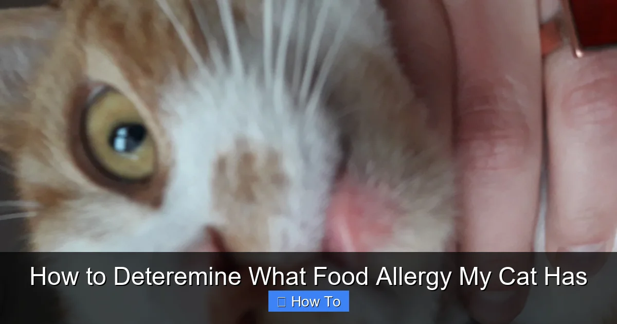How to Deteremine What Food Allergy My Cat Has