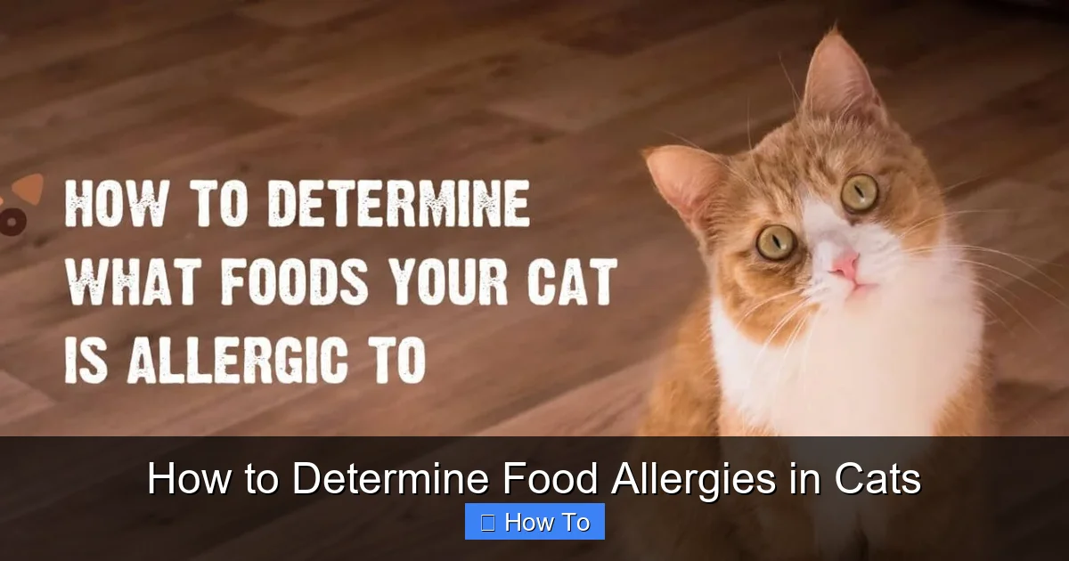How to Determine Food Allergies in Cats