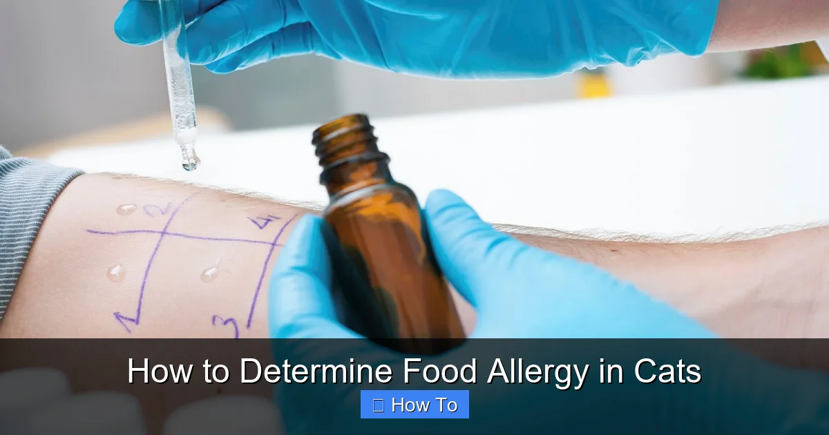 How to Determine Food Allergy in Cats