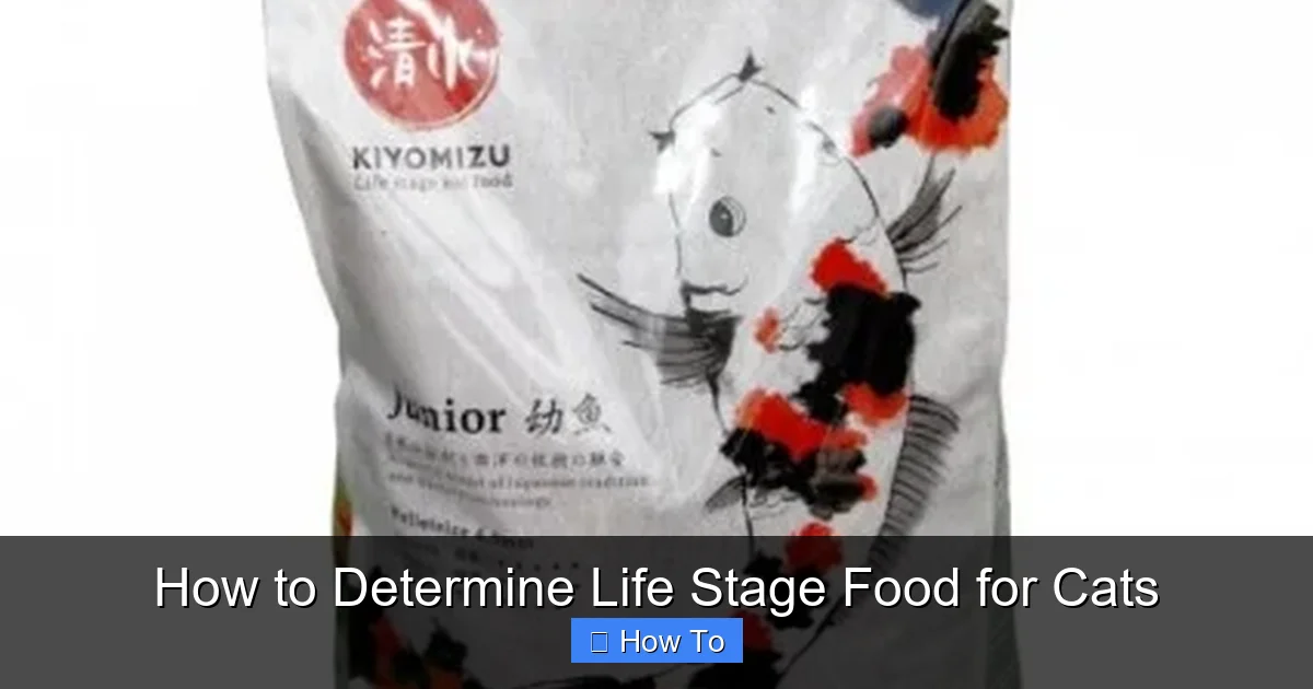 How to Determine Life Stage Food for Cats