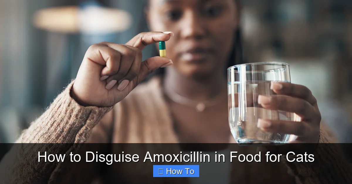 How to Disguise Amoxicillin in Food for Cats