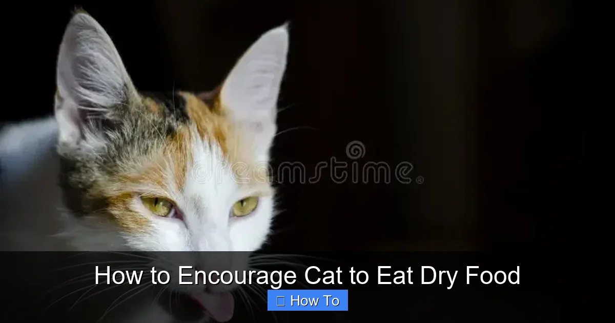 How to Encourage Cat to Eat Dry Food