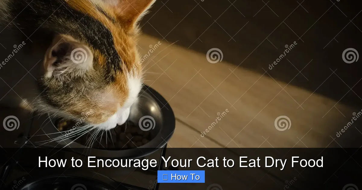 How to Encourage Your Cat to Eat Dry Food