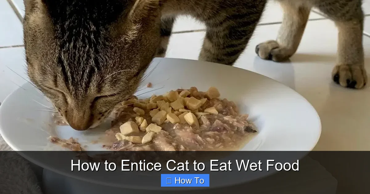 How to Entice Cat to Eat Wet Food