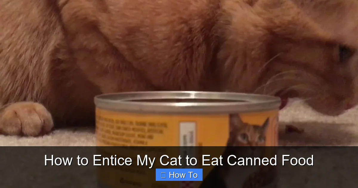 How to Entice My Cat to Eat Canned Food