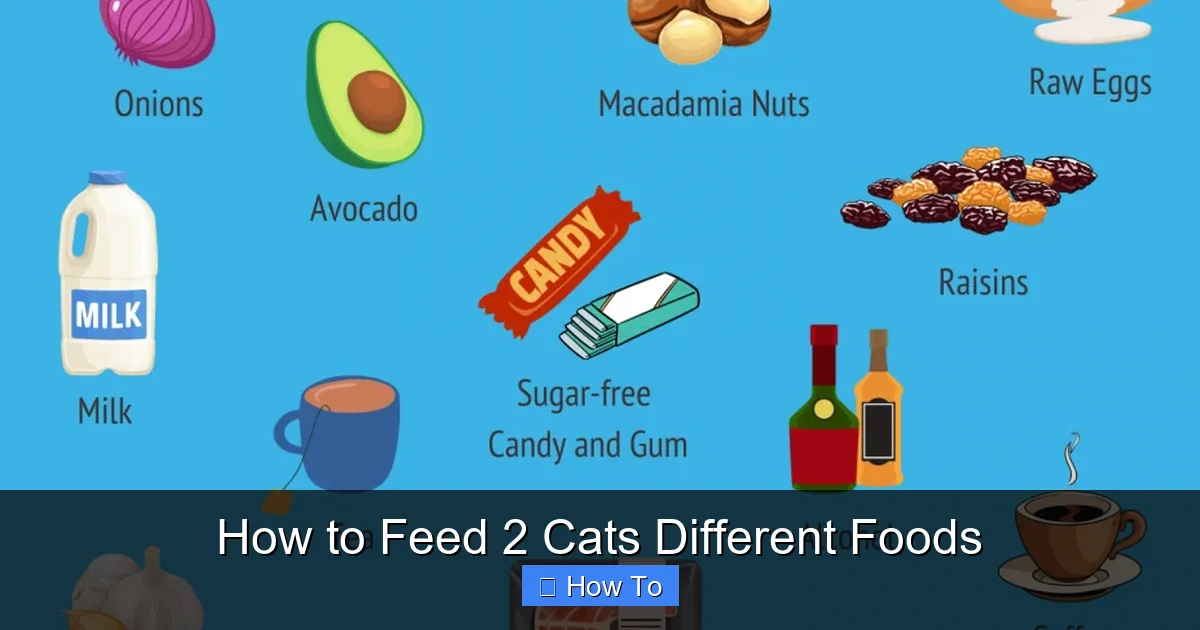 How to Feed 2 Cats Different Foods