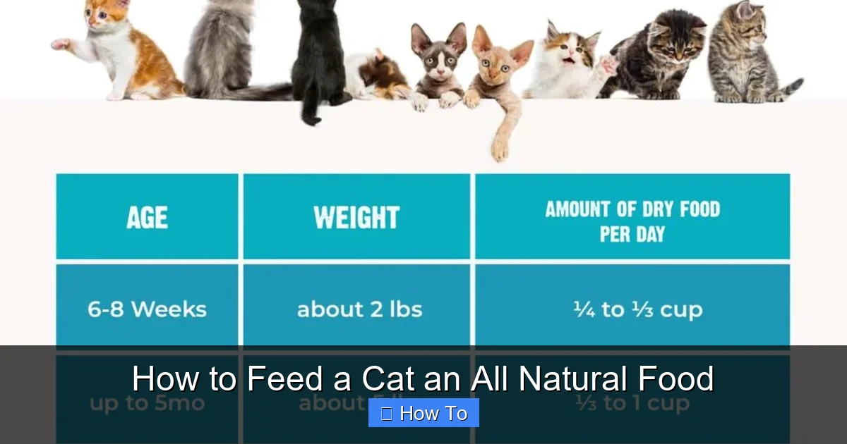 How to Feed a Cat an All Natural Food