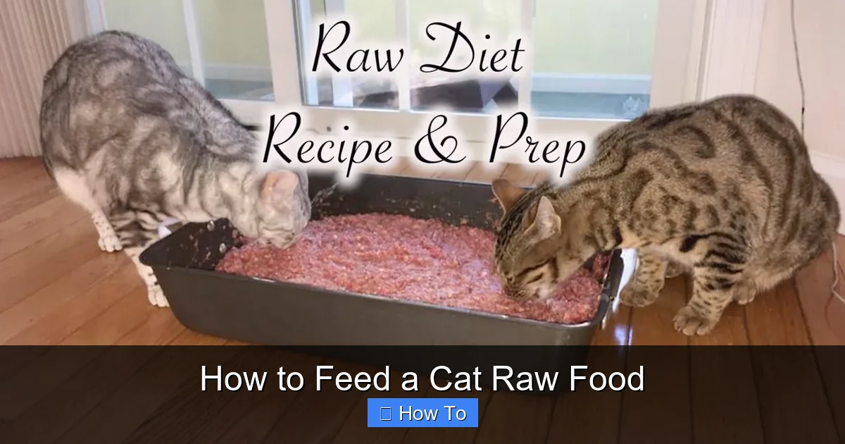 How to Feed a Cat Raw Food