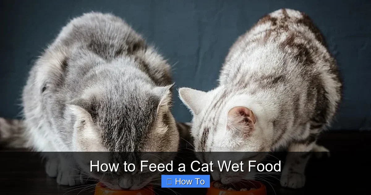 How to Feed a Cat Wet Food