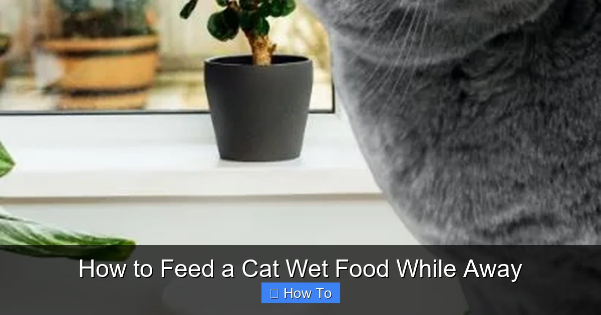 How to Feed a Cat Wet Food While Away