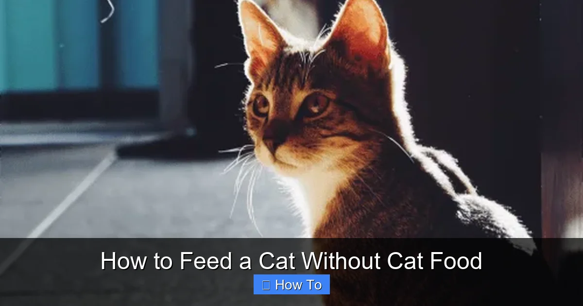 How to Feed a Cat Without Cat Food