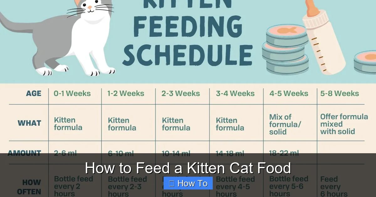 How to Feed a Kitten Cat Food