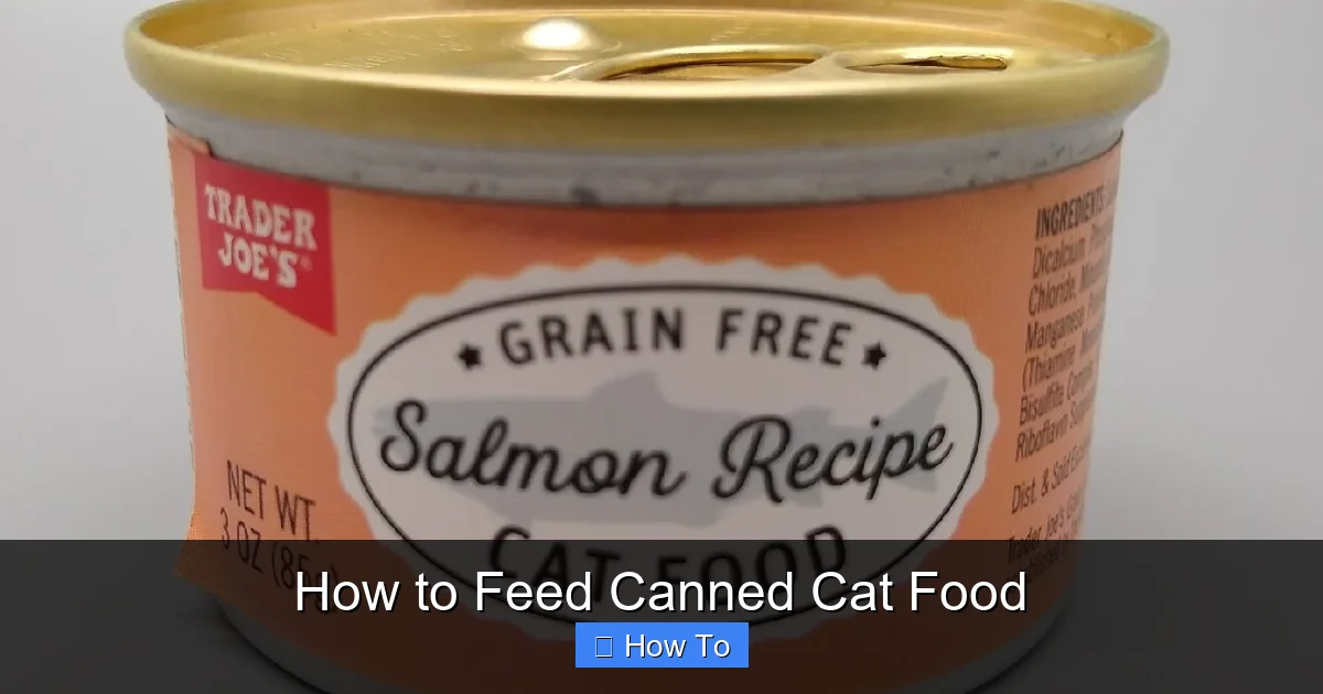 How to Feed Canned Cat Food