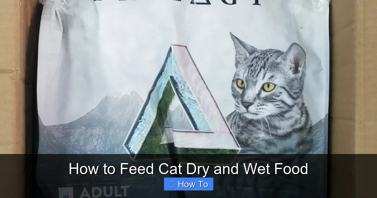 How to Feed Cat Dry and Wet Food