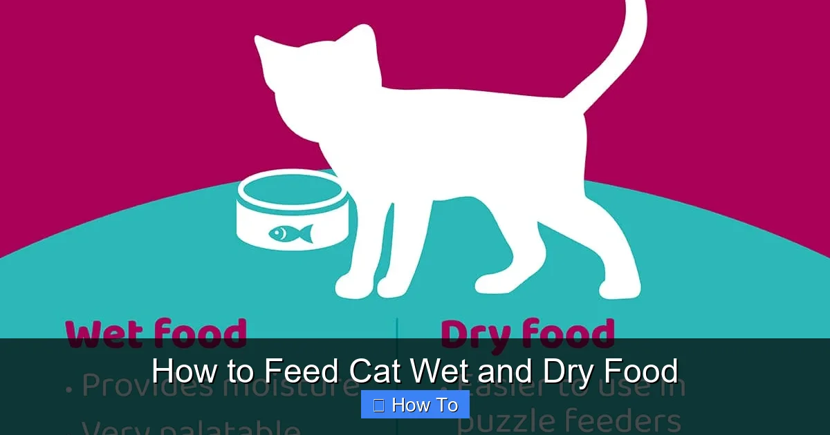 How to Feed Cat Wet and Dry Food