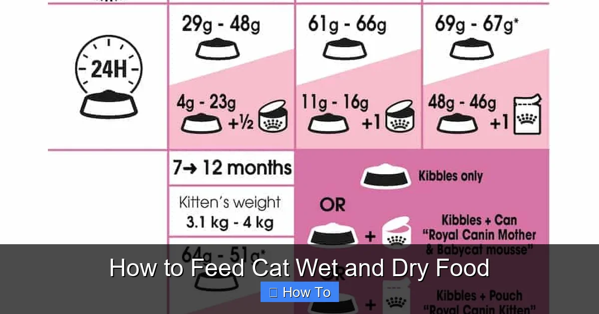 How to Feed Cat Wet and Dry Food