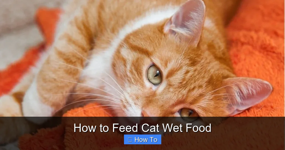 How to Feed Cat Wet Food