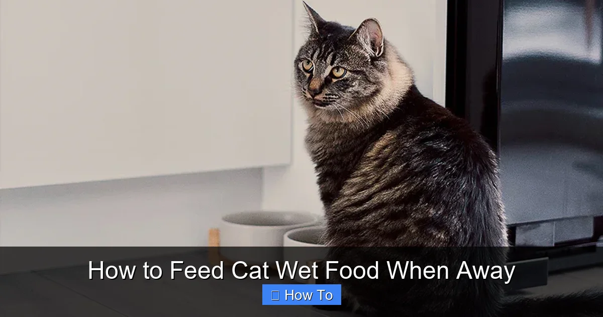 How to Feed Cat Wet Food When Away