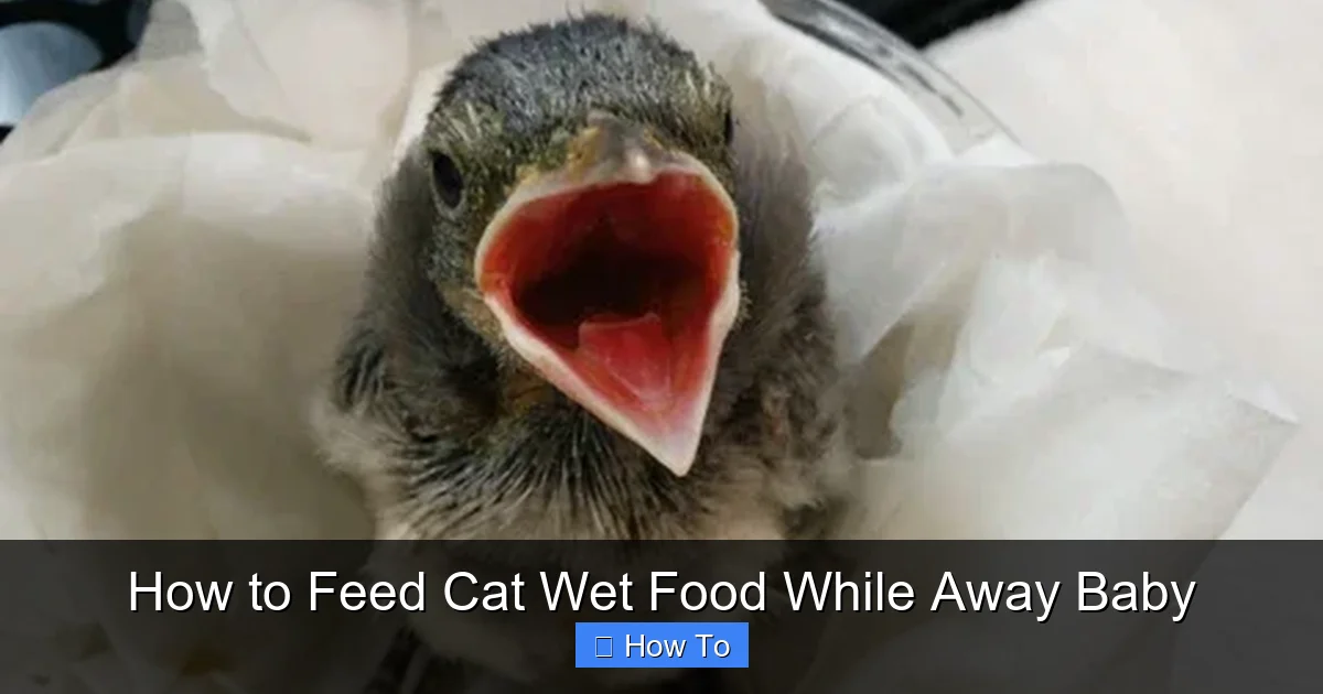 How to Feed Cat Wet Food While Away Baby