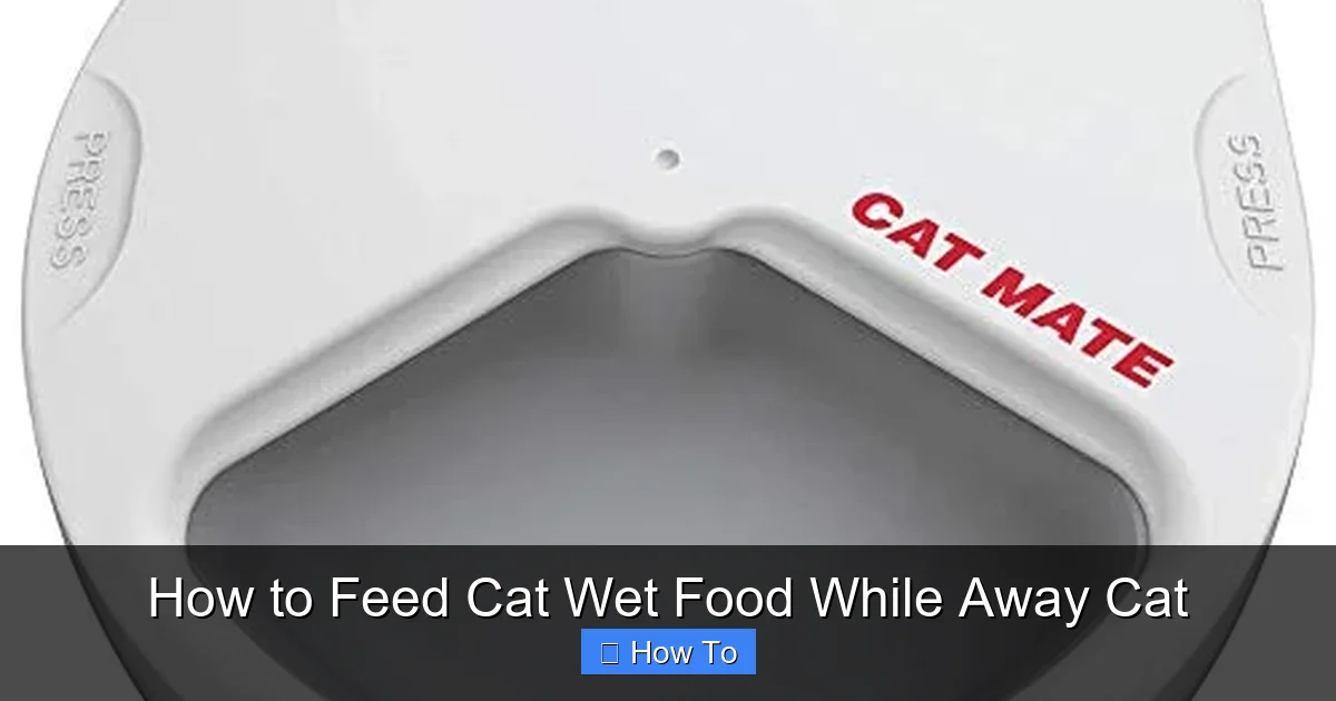 How to Feed Cat Wet Food While Away Cat