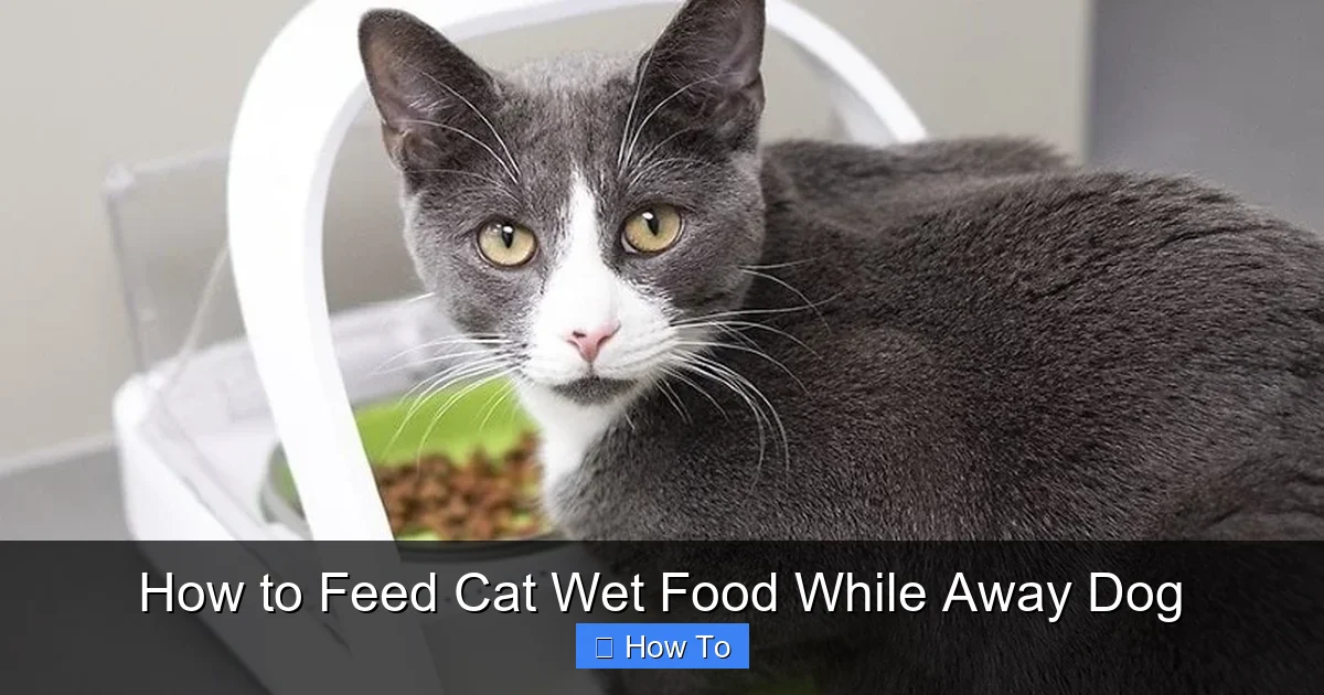 How to Feed Cat Wet Food While Away Dog
