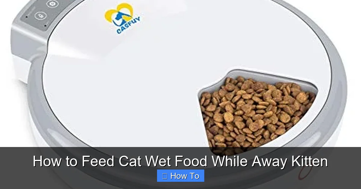How to Feed Cat Wet Food While Away Kitten