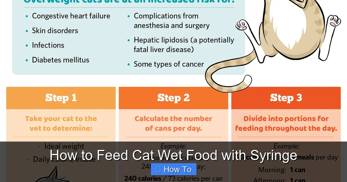 How to Feed Cat Wet Food with Syringe