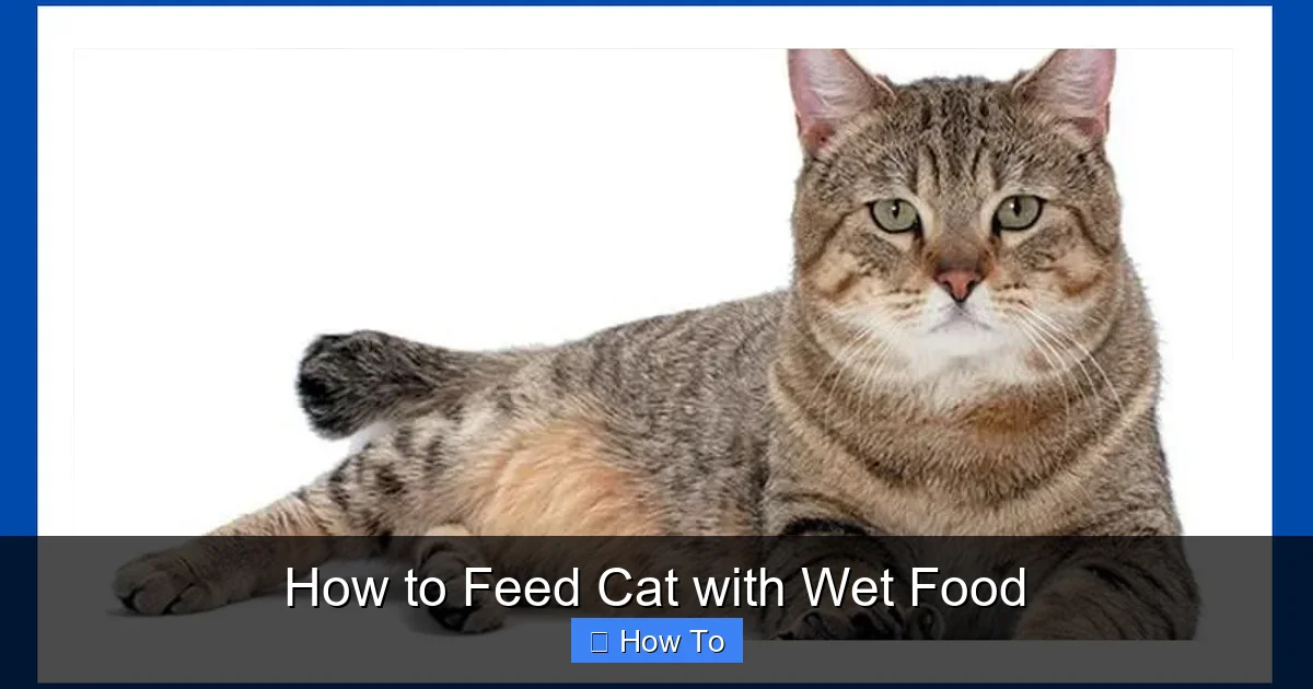 How to Feed Cat with Wet Food