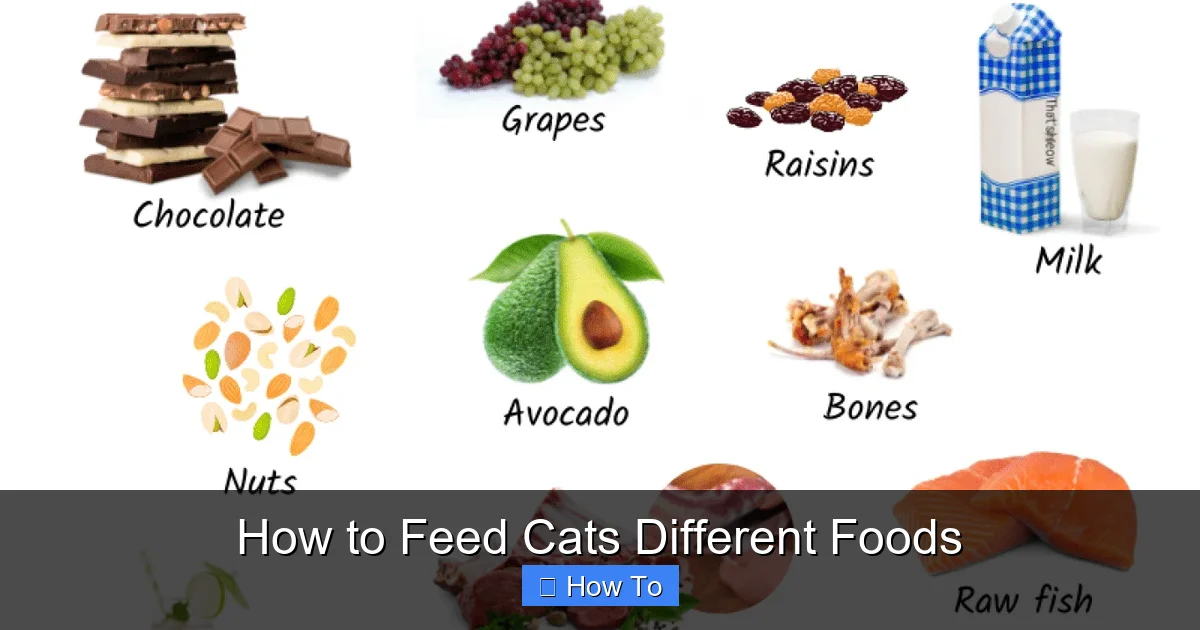 How to Feed Cats Different Foods