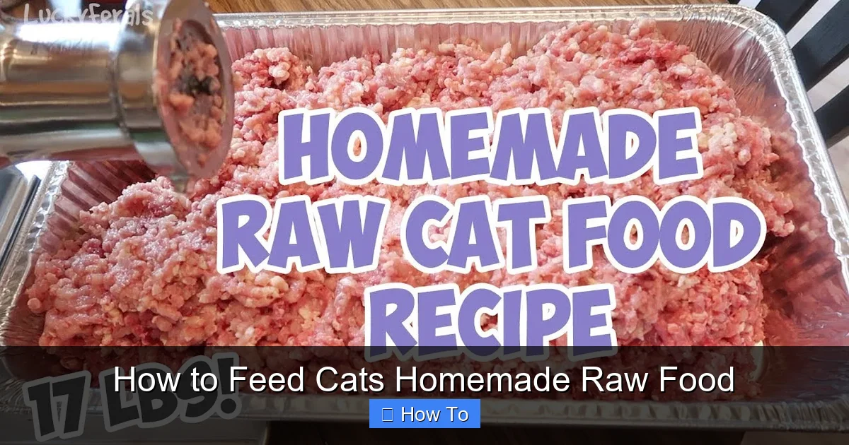 How to Feed Cats Homemade Raw Food