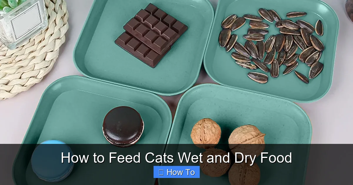 How to Feed Cats Wet and Dry Food