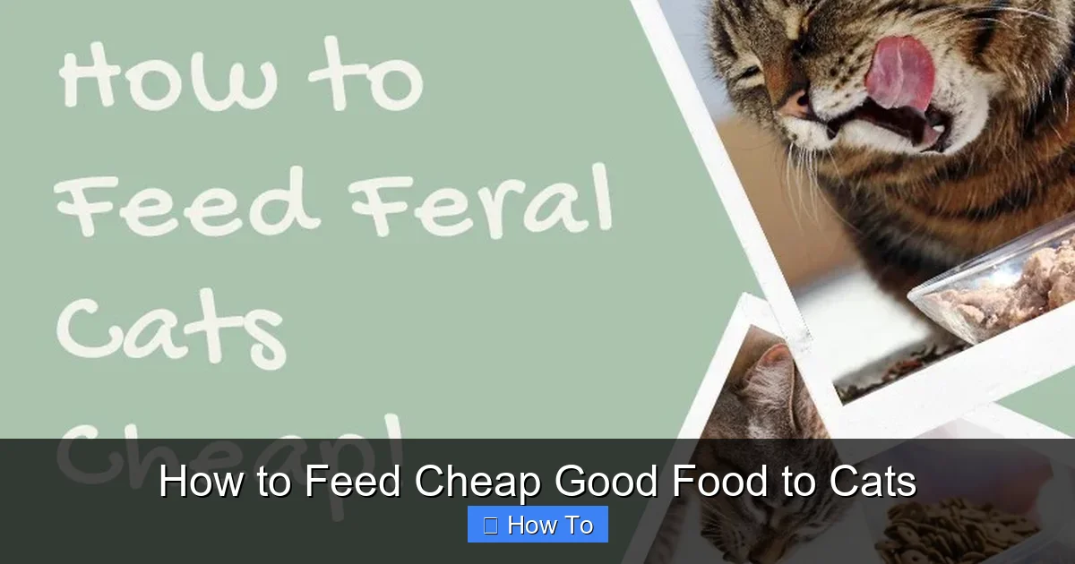 How to Feed Cheap Good Food to Cats