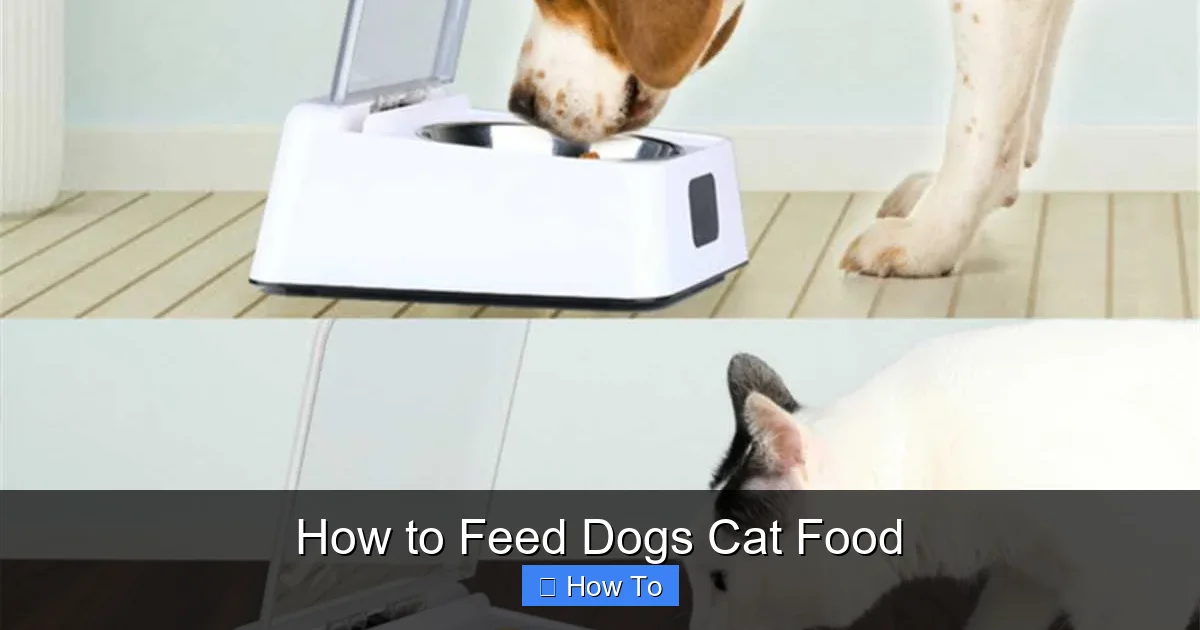 How to Feed Dogs Cat Food