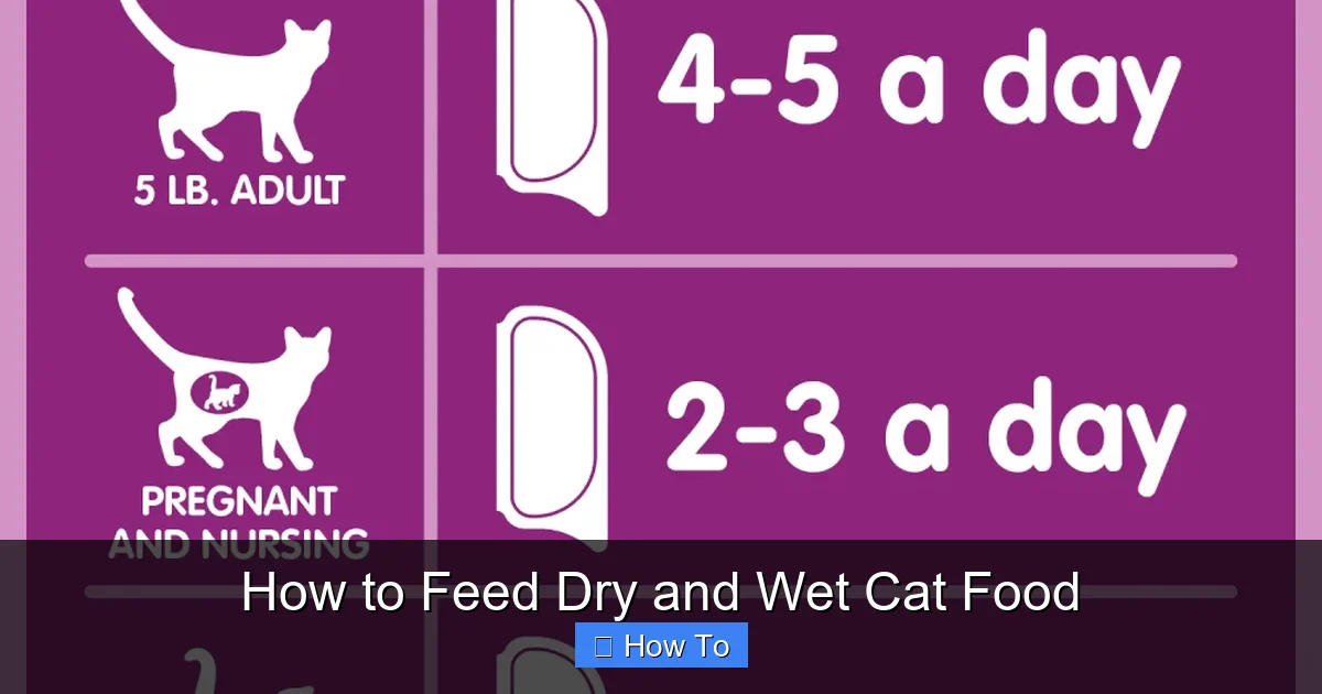 How to Feed Dry and Wet Cat Food