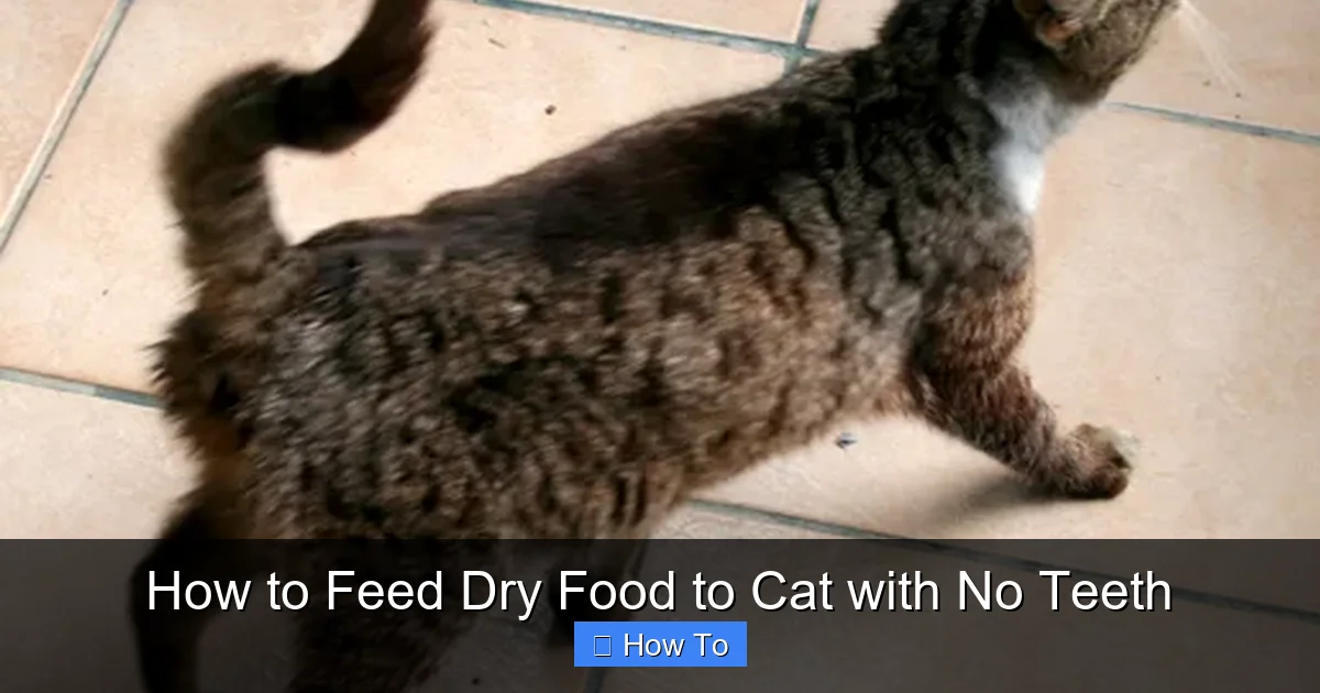 How to Feed Dry Food to Cat with No Teeth