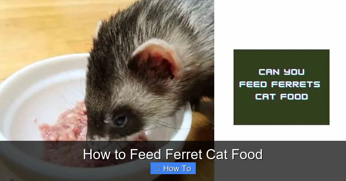 How to Feed Ferret Cat Food