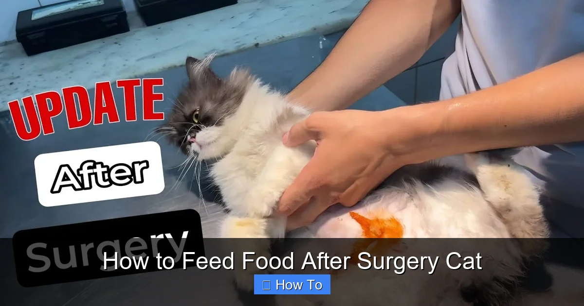 How to Feed Food After Surgery Cat