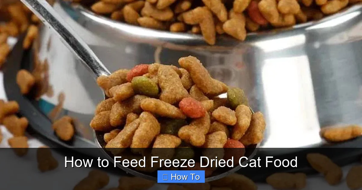 How to Feed Freeze Dried Cat Food
