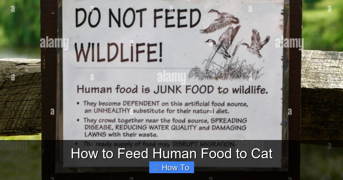 How to Feed Human Food to Cat