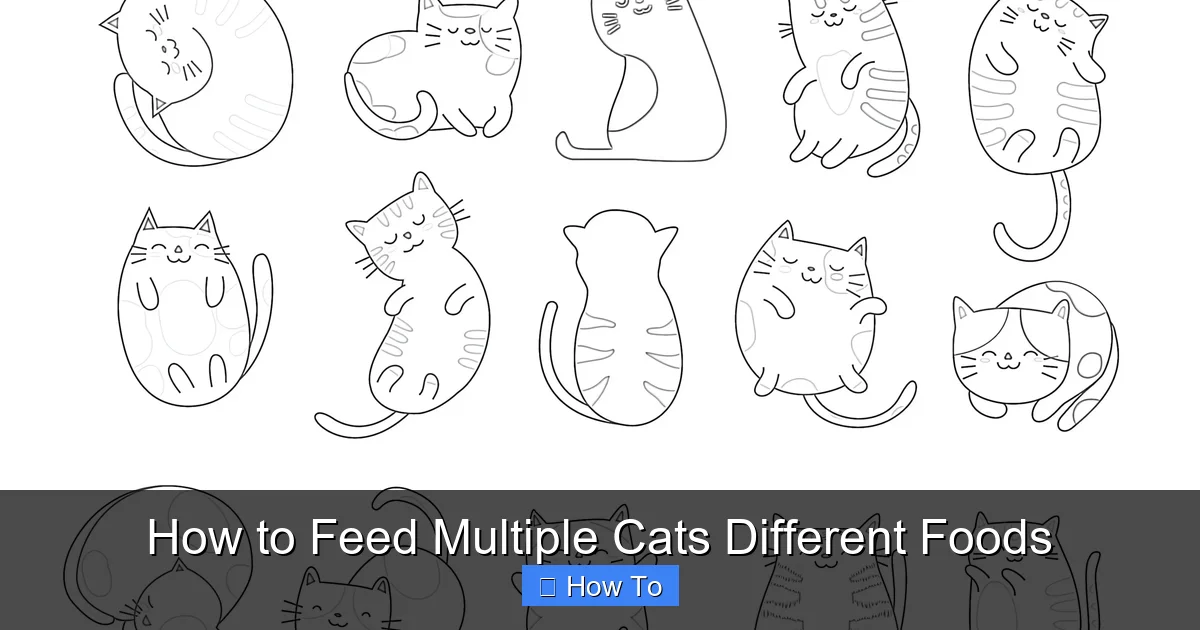 How to Feed Multiple Cats Different Foods